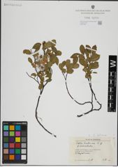 Foto von Salix herbacea L.